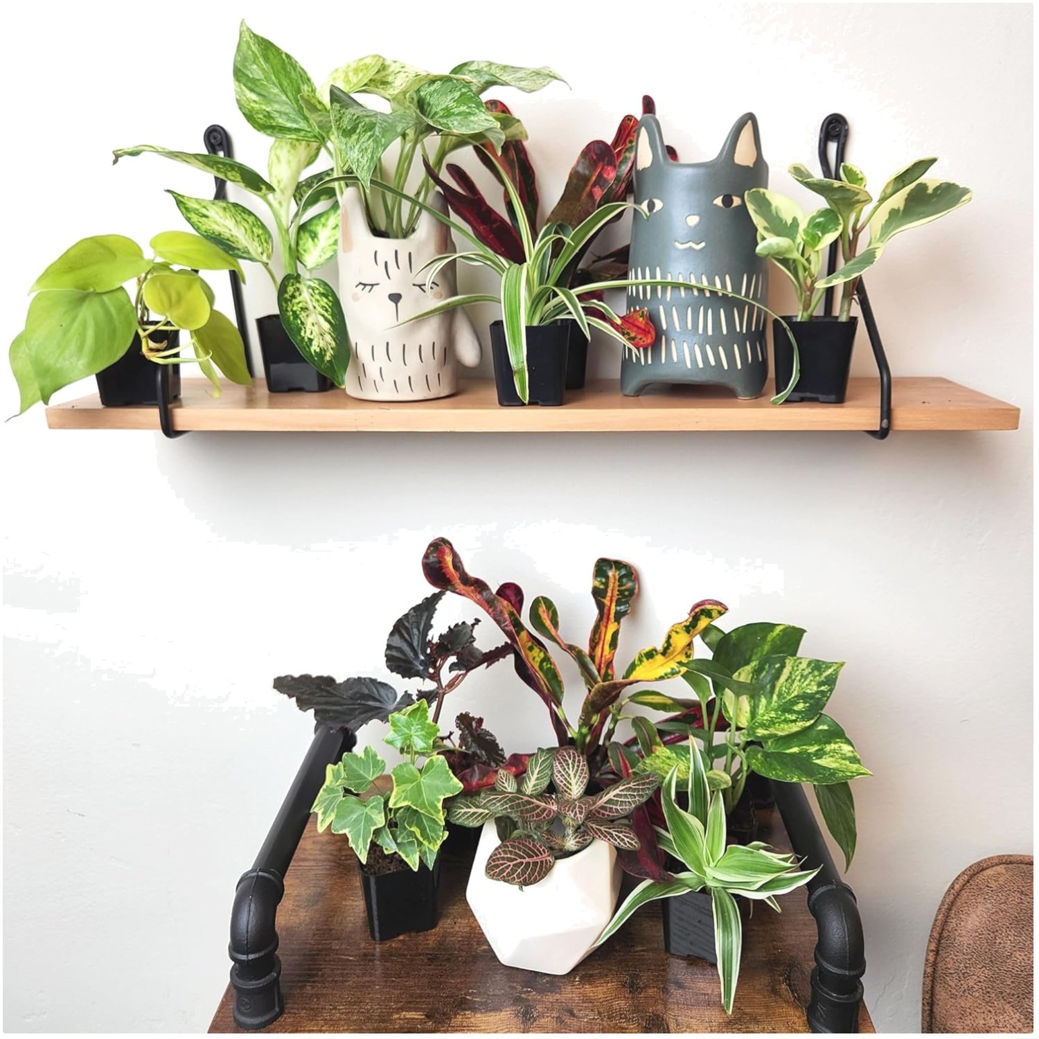 DIY Plant Projects Made Easy: 12 Mini Houseplants Assortment